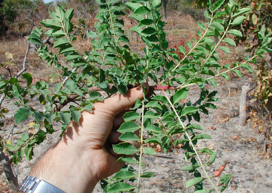 Sclerocarya birrea